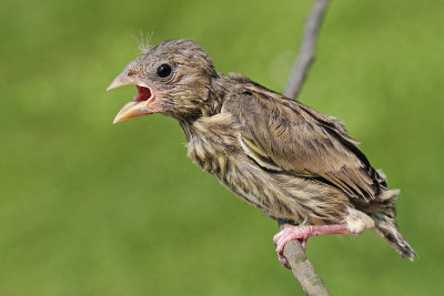 Young greenfinch Carduelis chloris mlad zelenec_MG_3772-111.jpg