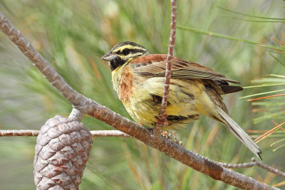 Cirl bunting Emberiza cirlus plotni strnad_MG_1523-111.jpg