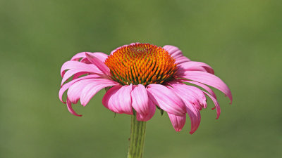 Purple coneflower Echinacea purpurea ameriki slamnik_MG_2670-111.jpg