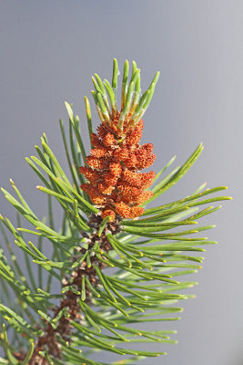 Mountain pine Pinus mugo ruevje_MG_3432-11.jpg