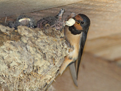 Barn swallow Hirundo rustica kmečka lastovka_MG_2849-111.jpg