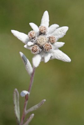 Edelweiss Leontopodium alpinum planika_MG_39501-11.jpg