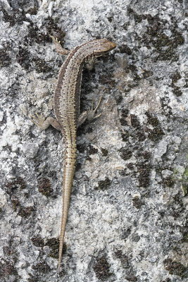 Horvath's rock lizard Iberolacerta horvathi horvatova kuščarica_MG_3890-11.jpg