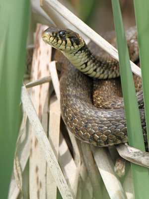 Grass snake Natrix natrix belouka_MG_4498-111.jpg