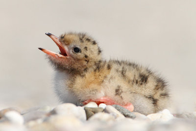 Young common tern Sterna hirundo mladič navadne čigre_MG_1851-111.jpg