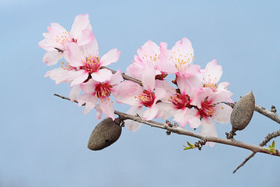 Prunus_MG_3340-111.jpg