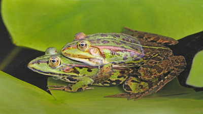 Edible frog Pelophylax (Rana) kl. esculentus zelena aba_MG_1025-111.jpg