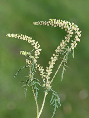 Common ragweed Ambrosia artemisiifolia pelinolistna abrozija_MG_4444-111.jpg