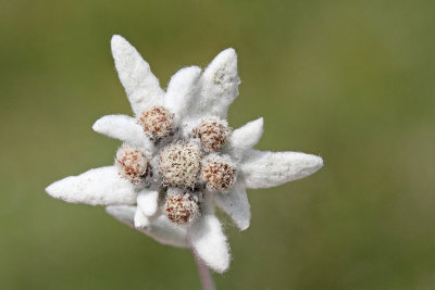 Edelweiss Leontopodium alpinum planika_MG_3952-111.jpg