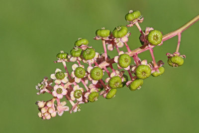 Pokeweed Phytolacca americana navadna barvilnica_MG_4640-111.jpg