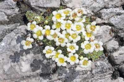 Dolomites saxifrage Saxifraga squarrosa nasršeni kamnokreč_MG_3930-111.jpg