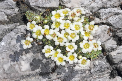 Dolomites saxifrage Saxifraga squarrosa nasreni kamnokreč_MG_3930-111.jpg