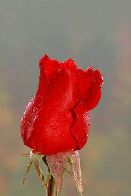 Red rose rdeča vrtnic_MG_1410-111.jpg