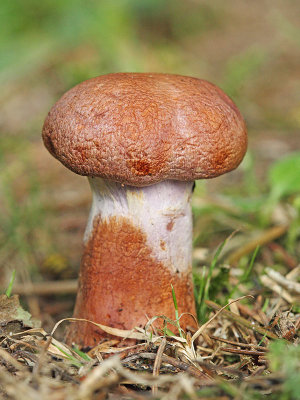 Goatcheese webcap mushroom Cortinarius camphoratus kafrna koprenka_MG_4635-11.jpg
