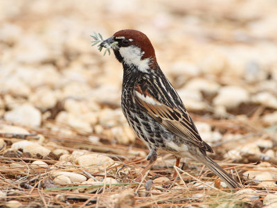 Spanish sparrow Passer hispaniolensis travniki vrabec_MG_1738-111.jpg