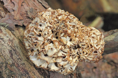 Pine mushroom Sparassis crispa borov glivec_MG_4624-111.jpg