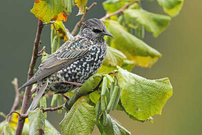 Starling Sturnus vulgaris korec_MG_4760-111.jpg