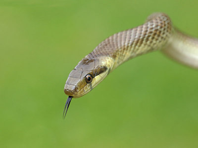 Aesculapian snake Zamenis longissimus navadni go_MG_3632-11.jpg