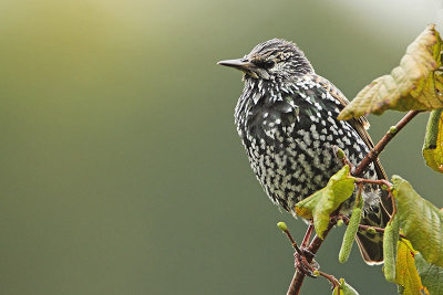 Starling Sturnus vulgaris korec_MG_4788-11.jpg