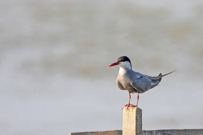 Whiskered tern Chlidonias hybrida belolična čigra_MG_07781-111.jpg