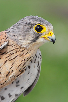 Common kestrel Falco tinnunculus navadna postovka_MG_1210-111.jpg