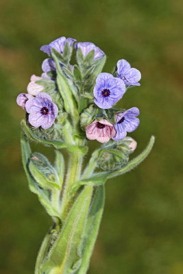 Narrow-leaved lungwort Pulmonaria angustifolia ozkolistni pljučnik_MG_8111-11.jpg