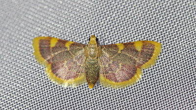 Gold triangle Hypsopygia costalis pedic_MG_4204-111.jpg