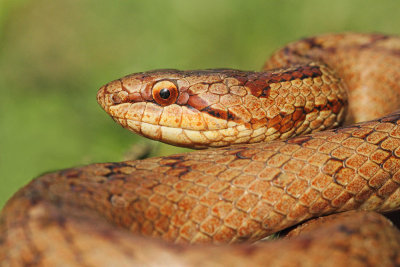 Smooth snake Coronella austriaca smokulja_MG_0954-111.jpg