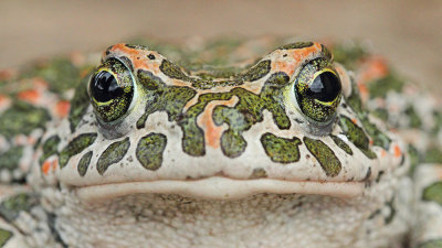 Green toad Pseudepidalea viridis zelena krastača_MG_1447-111.jpg