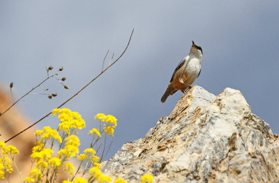 Western rock nuthatch Sitta neumayer skalni brglez_MG_0686-111.jpg