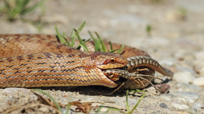 Smooth snake with prey Coronella austriaca smokulja s plenom_MG_1078-111.jpg