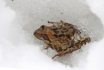 Common frog on snow sekulja na snegu_MG_45581-111.jpg