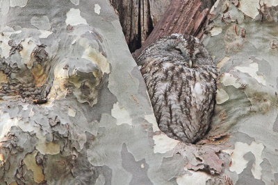Tawny owl Strix aluco lesna sova_MG_5240-111.jpg