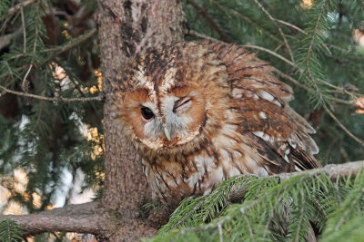 Tawny owl Strix aluco lesna sova_MG_5383-111.jpg