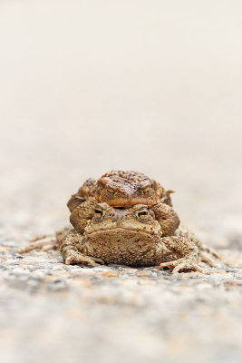 Common toad Bufo bufo navadna krastača_MG_2612-11.jpg