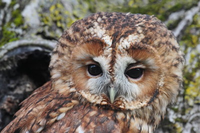 Tawny owl Strix aluco lesna sova_MG_5324-111.jpg