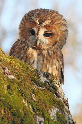 Tawny owl Strix aluco lesna sova_MG_5332-111.jpg