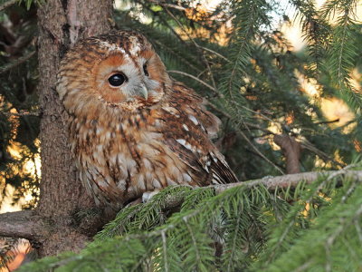 Tawny owl Strix aluco lesna sova_MG_5379-111.jpg