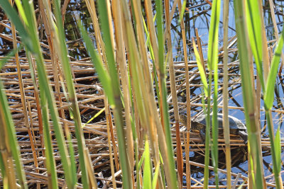 European pond terrapin in their habitat močvirska sklednica_MG_0319-111.jpg