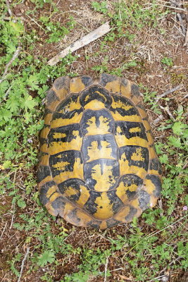 Hermann's tortoise Eurotestudo hermanni grška kornjača_MG_0479-111.jpg
