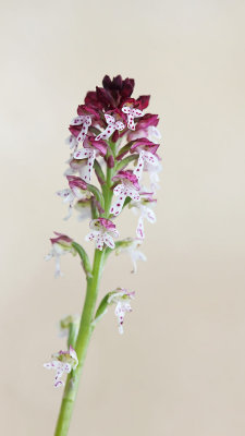 Burnt-tip orchid Neotinea ustulata pikastocvetna kukavica_MG_0161-111.jpg