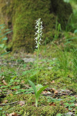 Lesser butterfly Orchid Platanthera bifolia dvolistni vimenjak_MG_6392-111.jpg