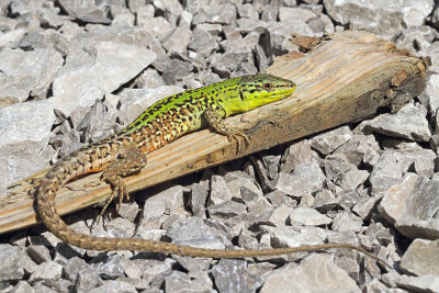 Italian wall lizard Podarcis siculus primorska kuščarica_MG_5925-111.jpg