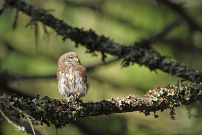 Pygmy owl Glaucidium passerinum mali skovik_MG_6975-111.jpg