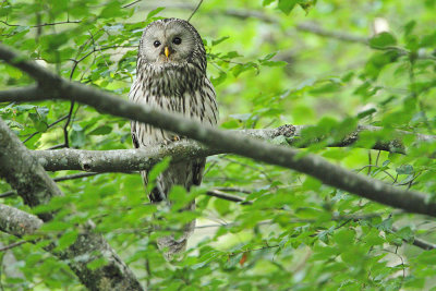 Ural owl Strix uralensis kozača_MG_64121-111.jpg