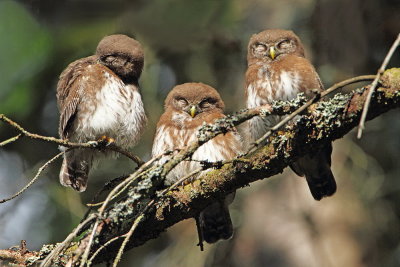 Pygmy owl Glaucidium passerinum mali skovik_MG_7046-111.jpg