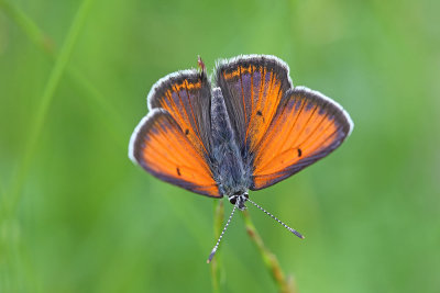 Purple-edged copper Lycaena hippothoe krlatni cekinček_MG_0142-111.jpg