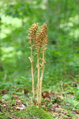 Birds nest orchid Neottia nidus-avis rjava gnezdovnica_MG_0234-111.jpg