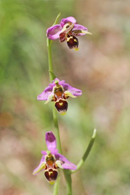 Crowned bee-orchid Ophrys rhodostephane kronasto mačje uho_MG_5951-111.jpg