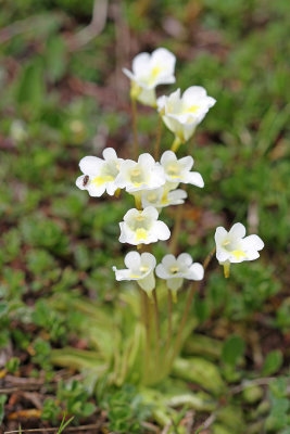 Alpine butterwort Pinguicula alpina alpska mastnica_IMG_6547-111.jpg